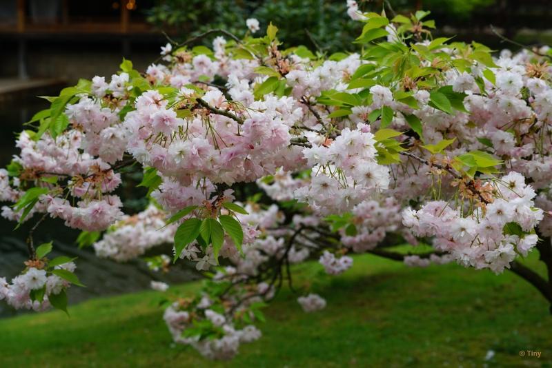 bdFoto 12.JPG - Japanse tuinen